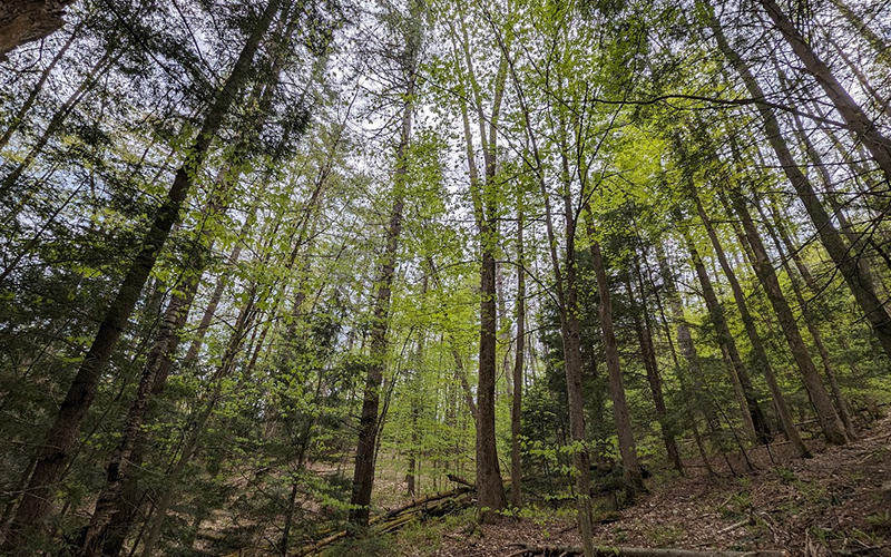 Duxbury Forest