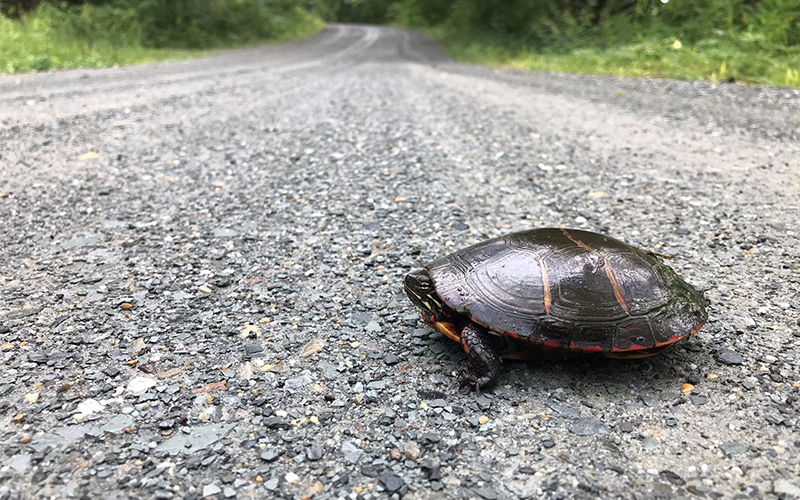 Turtle Crossing