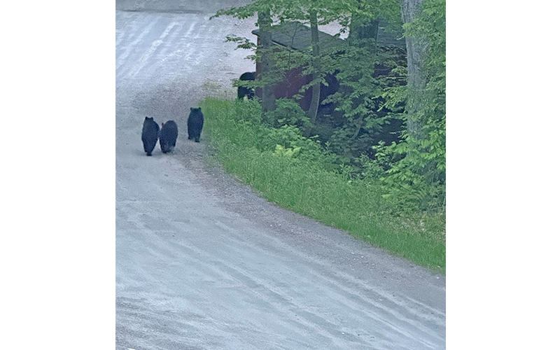 Bears-Matt Kenny