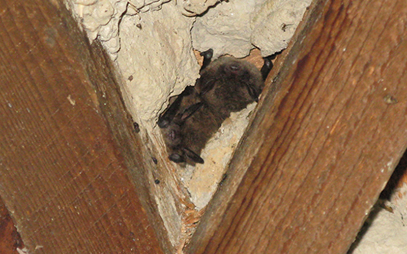 Young bats that cannot yet fly may be present in a bat roost 