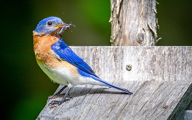 Jen Bennett Photo of an Eastern Bluebird