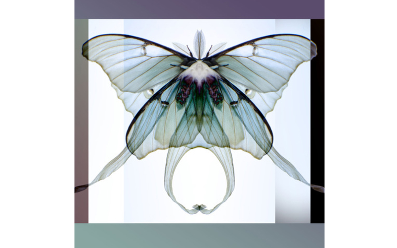 Julie Parker Wings and Things