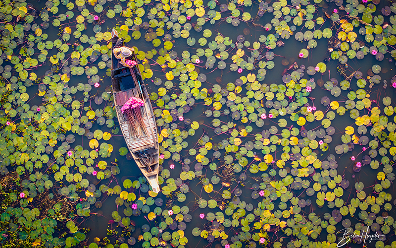 Flowers From Above (courtesy of Belva Hayden)