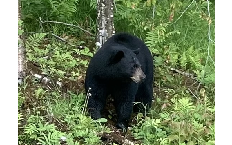 Bear by Andrea Henderson