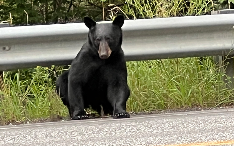 Bear - Susie Conrad