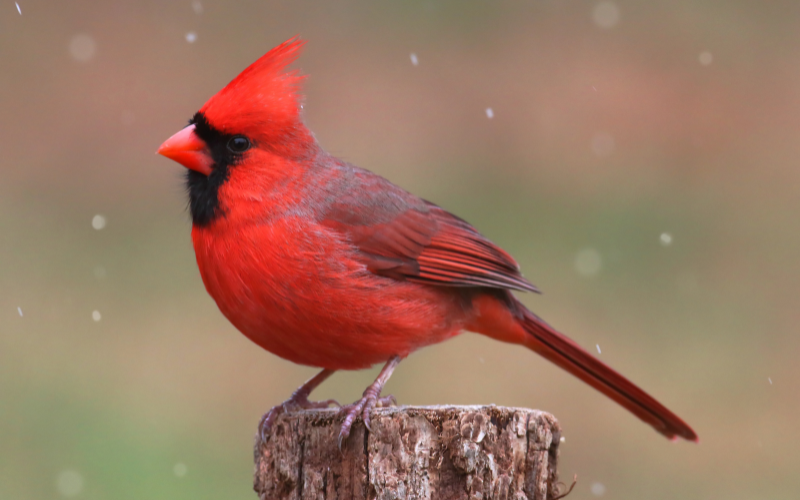 Cardinal