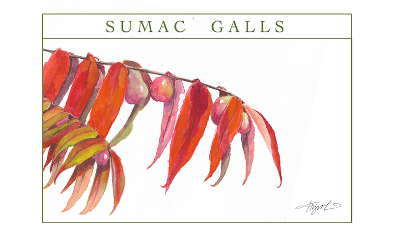SumacGalls