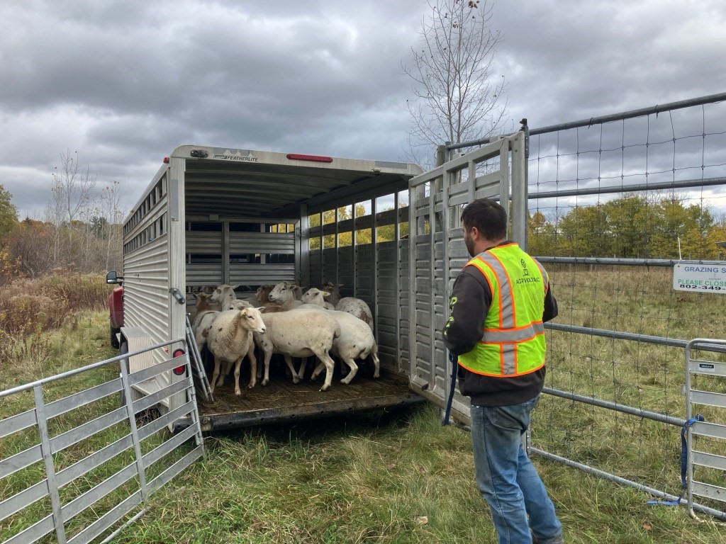 Lewis Fox of Agrivoltaic Solutions herds sheep into his trailer after grazing a solar field in Colchester on October 23, 2025. Fox brings the sheep to solar sites within a two-hour radius of Leicester. Photo by Maeve Fairfax