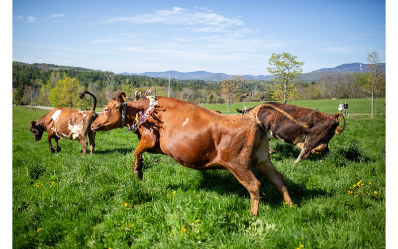 Dancing Cows