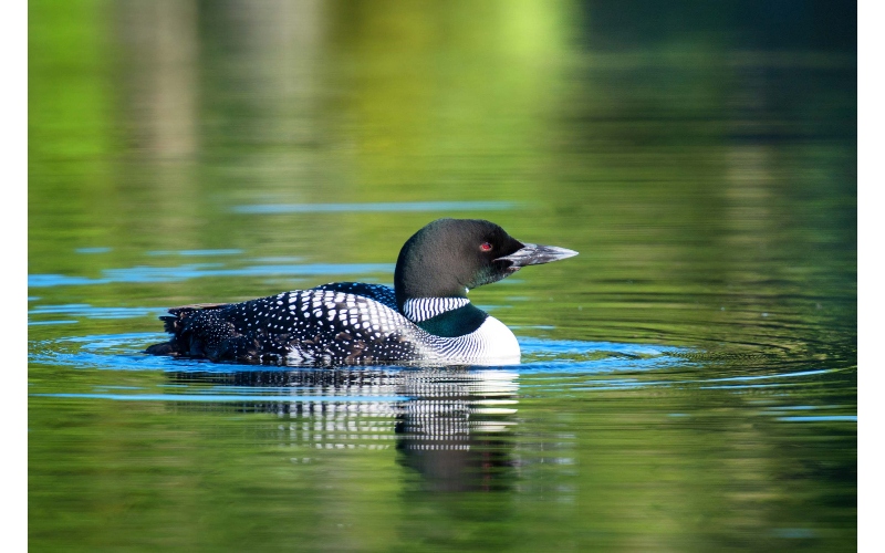 Loon