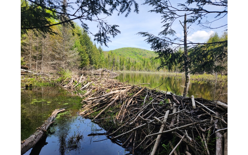 Beaver pond on the Waterbury land protected by the Wennberg family