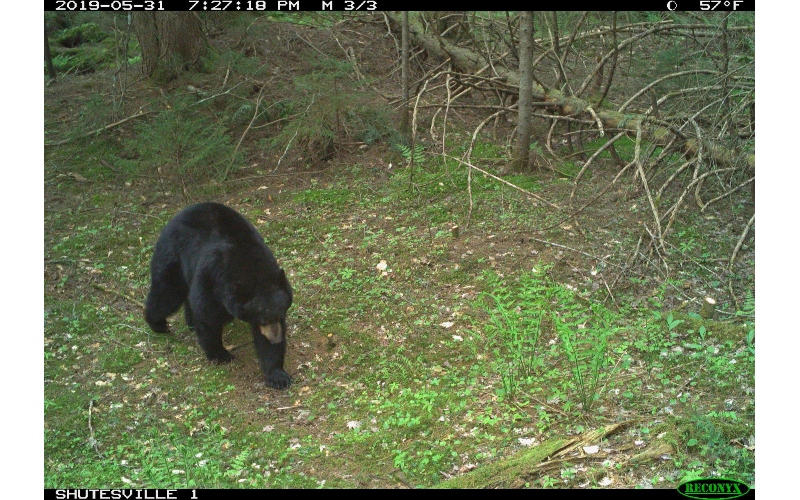 Photo of bear in the wildlife corridor captured on wildlife camera in 2019