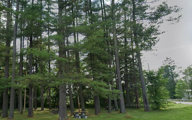 Pines Rest Area