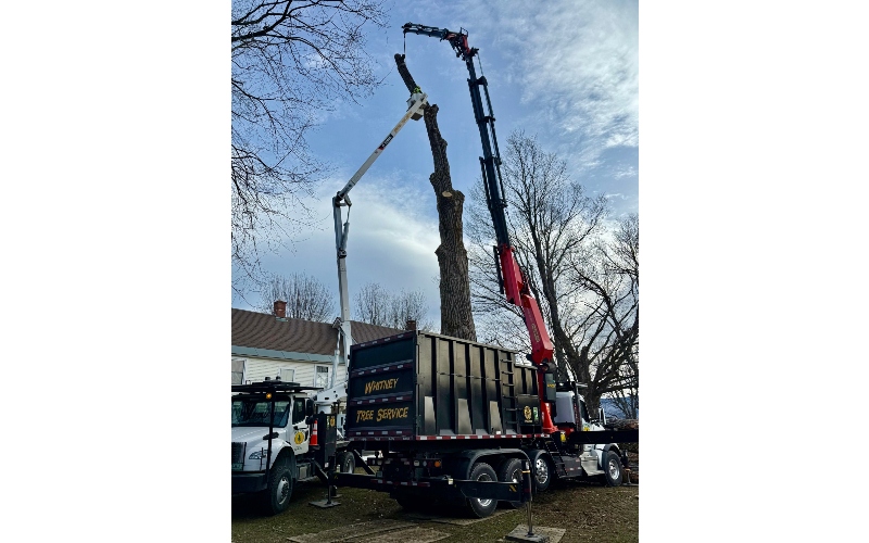 Whitney Tree Drone Operated Crane