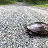 Turtles on the roadway need help