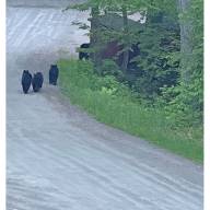 Bear Story Contest Announcement