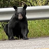 Living with bears takes a community