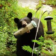 Bears awake, take down birdfeeders and secure food sources to prevent bear conflicts