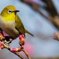 Gear up for Mad Birders&rsquo; spring and early summer walks