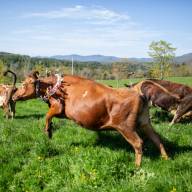Unlikely dancing cows return to the field at Von Trapp Farmstead