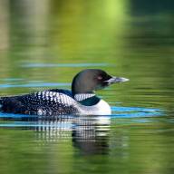 Protect nesting loons and loon hicks