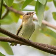 Birds in the Riparian Zone: the Red-eyed Vireo