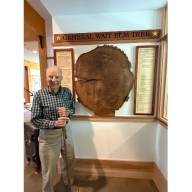 General Wait’s elm tree now on display