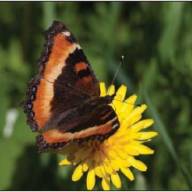 Volunteer naturalists help scientists survey the state&rsquo;s butterfly populations