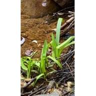 Mad River Watch volunteer spies new species on the riverbank